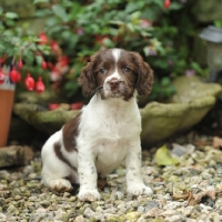 Picture of springer spaniel puppy sat in garden setting