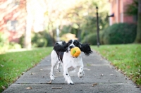 Picture of springer spaniel running down sidewalk while shaking toy in mouth