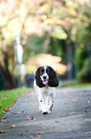 Picture of springer spaniel running down sidewalk