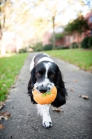 Picture of springer spaniel running down sidewalk while shaking toy in mouth