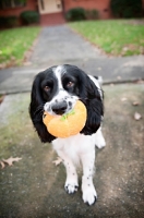 Picture of springer spaniel running down sidewalk while shaking toy in mouth