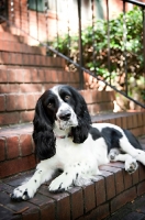 Picture of springer spaniel sitting on stairs