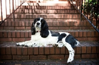 Picture of springer spaniel sitting on stairs