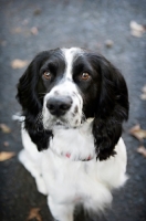 Picture of springer spaniel sitting