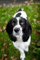 Picture of springer spaniel standing in grass
