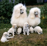 Picture of springett park quite the lady  of bibelot, bitch, ch bibelots polar de la fontaine of springett, standard poodle puppies and parents sitting