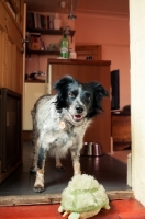 Picture of Sprollie (collie/ english springer spaniel cross) at home