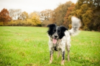 Picture of Sprollie (collie/ english springer spaniel cross) on grass