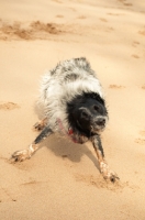 Picture of Sprollie (collie/ english springer spaniel cross) shaking out