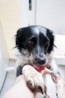 Picture of Sprollie (collie/ english springer spaniel cross) licking arm