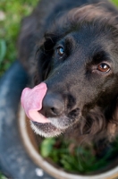 Picture of Sprollie (collie/ english springer spaniel cross) licking lips