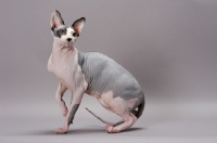 Picture of Spynx cat on grey background