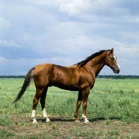 Picture of Srachok, Don stallion full body 