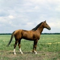 Picture of Srachok, Don stallion full body 