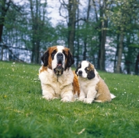 Picture of st bernard and puppy on grass