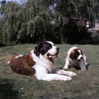 Picture of st bernard and puppy