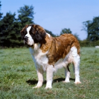 Picture of st bernard, bitch