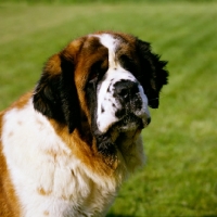 Picture of st bernard, ch lucky charm of whaplode (sue), head shot  