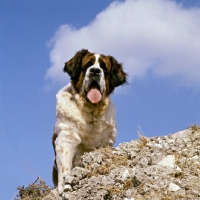 Picture of st bernard looking down from cliff