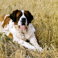 Picture of st bernard lying down in a stubble field