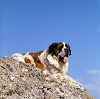 Picture of st bernard lying on the top of a stoney hill
