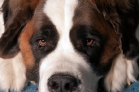 Picture of St. Bernard portrait, looking sad