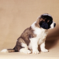 Picture of st bernard puppy sitting
