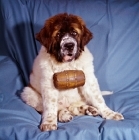 Picture of st bernard puppy with cask around neck