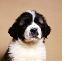 Picture of st bernard puppy