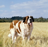 Picture of st bernard standing in stubble field