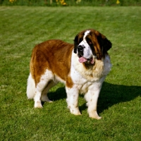 Picture of st bernard standing on a freshly cut lawn, ch lucky charm of whaplode (sue)