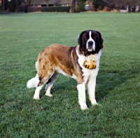 Picture of st bernard wearing a cask around neck