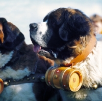 Picture of st bernard wearing cask around neck