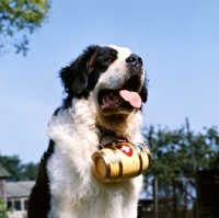 Picture of st bernard wearing cask around neck