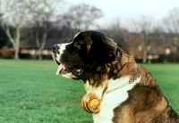 Picture of st bernard with barrel round the neck