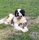 Picture of st bernard with two kittens between paws