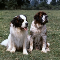 Picture of st bernards, two types