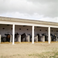 Picture of stables in morocco