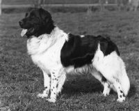 Picture of Stabyhoun in Holland