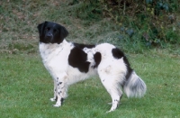 Picture of Stabyhoun side view (aka Frisian Pointer, Stabij, Beike)