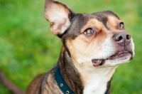 Picture of Staff x Beagle headshot