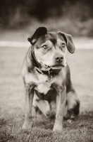 Picture of Staff x Beagle portrait with guilty expression