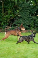 Picture of Staffie and Staffie cross bred playing in garden