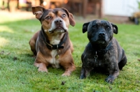 Picture of Staffie and Staffie x posing in garden