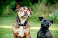 Picture of Staffie and Staffie x posing in garden