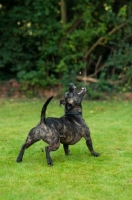 Picture of Staffie catching treat in garden