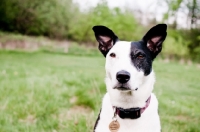 Picture of Staffie Crossbred; collie x staffie