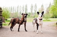 Picture of Staffie Crossbreds