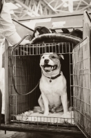 Picture of Staffie sitting in cage at Crufts 2012