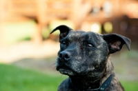 Picture of Staffie